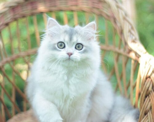 british longhair