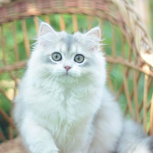 british longhair