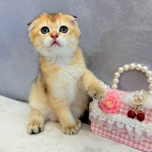 scottish fold