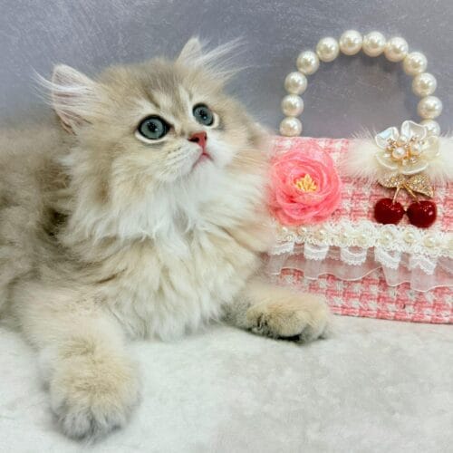 british longhair