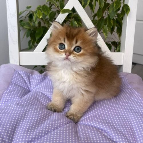 british longhair
