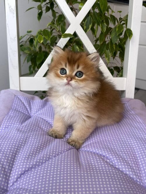 british longhair