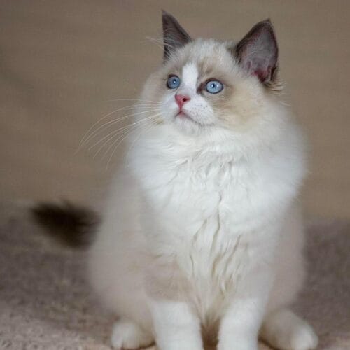 ragdoll