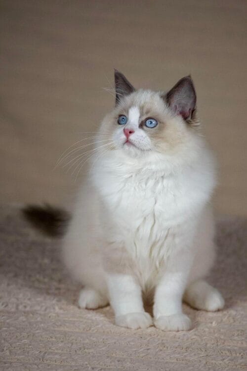 ragdoll
