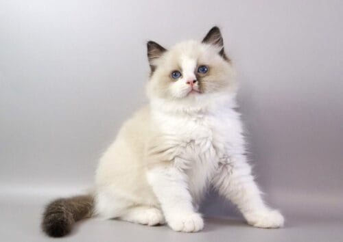 ragdoll
