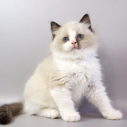 ragdoll