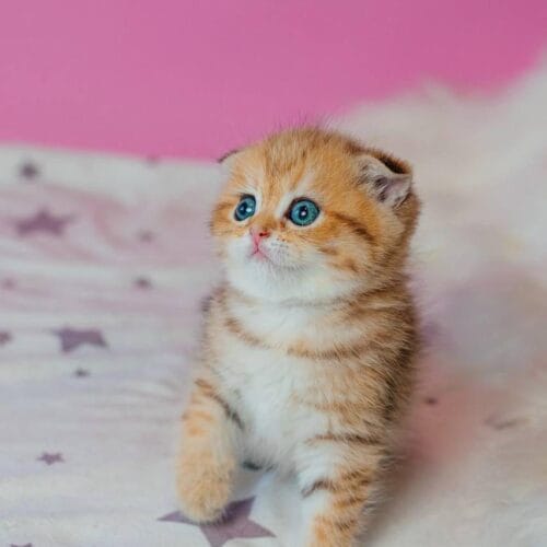 Scottish Fold