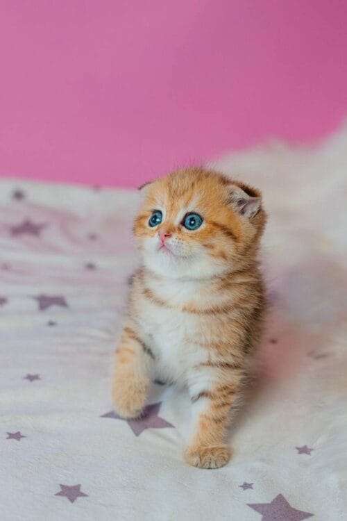 Scottish Fold