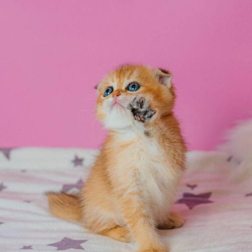 scottish fold