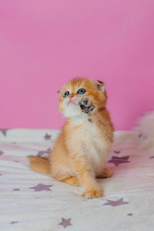 scottish fold