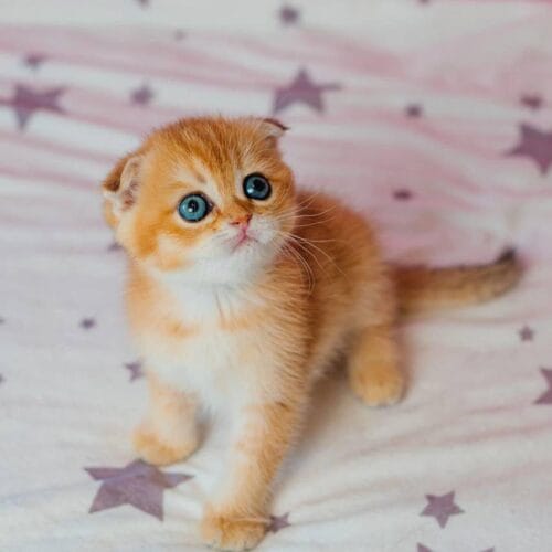 scottish fold