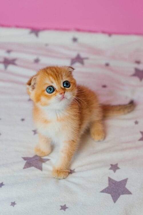 scottish fold