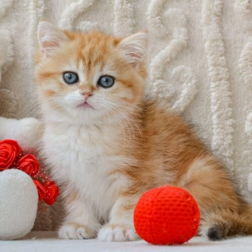 british shorthair
