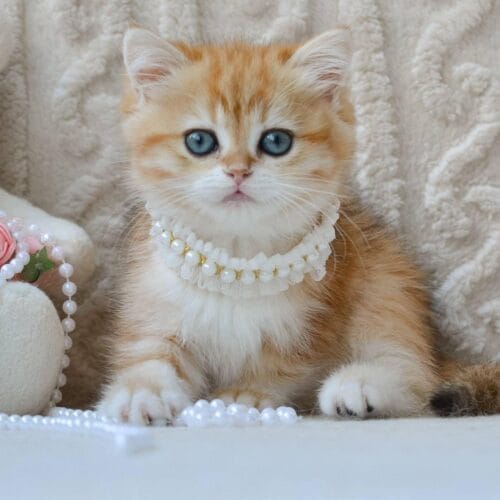 british shorthair