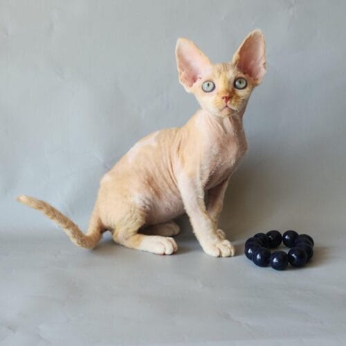 devon rex