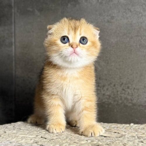 scottish Fold