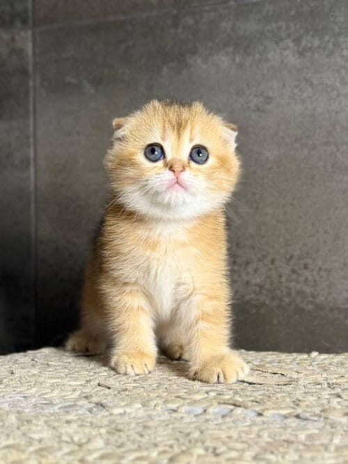 scottish Fold