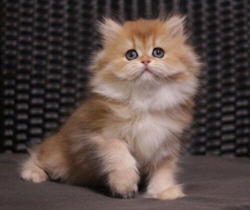 british longhair