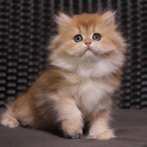 british longhair