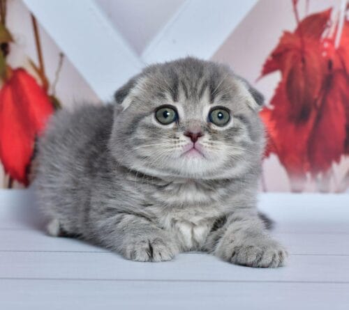 scottish fold