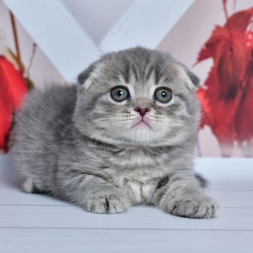 scottish fold