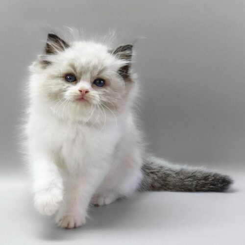 ragdoll