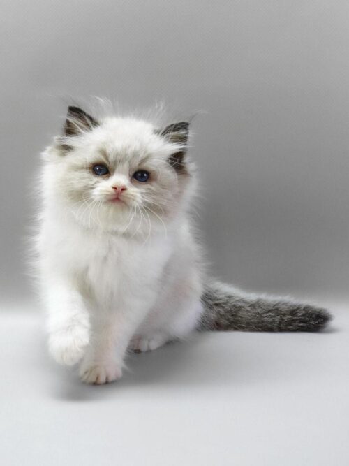 ragdoll