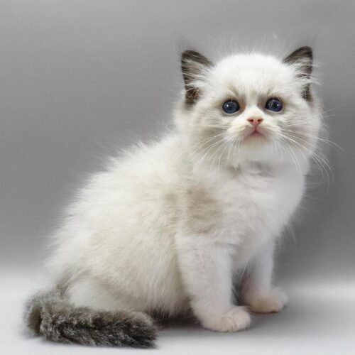 ragdoll