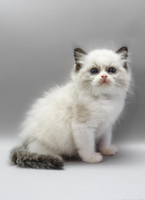 ragdoll