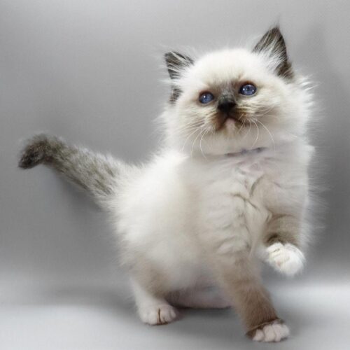 ragdoll
