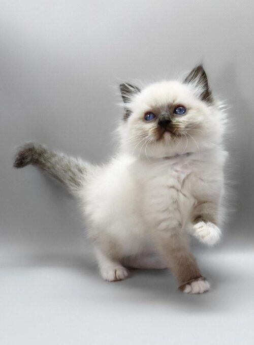 ragdoll