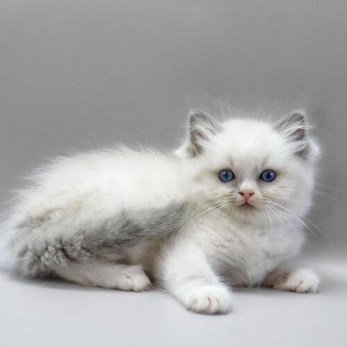 ragdoll
