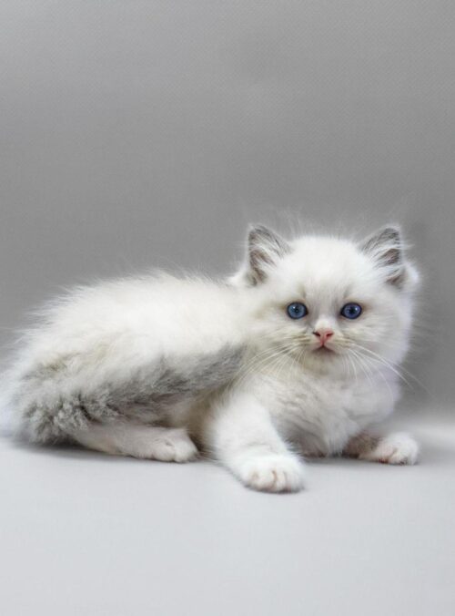 ragdoll