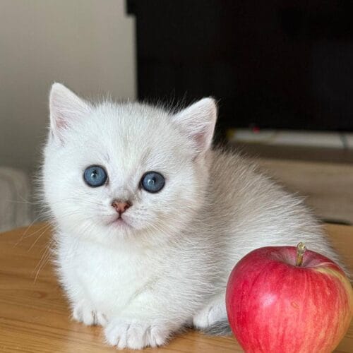 munchkin
