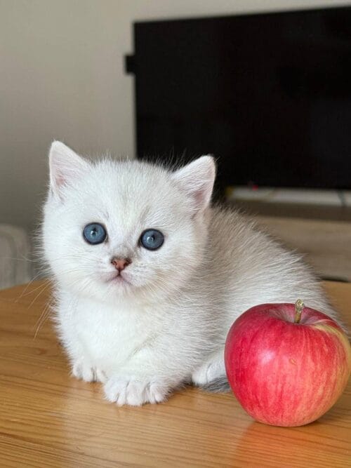 munchkin