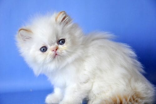 persian