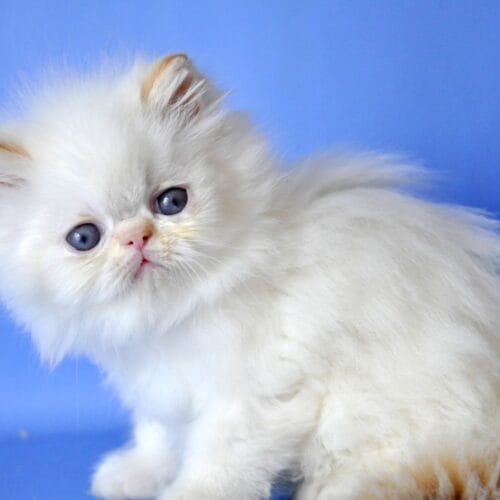 persian