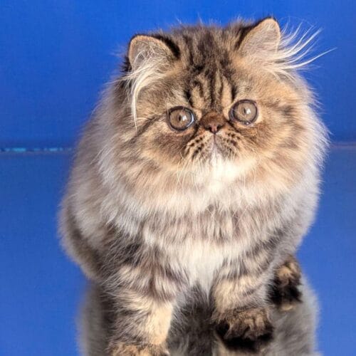 persian