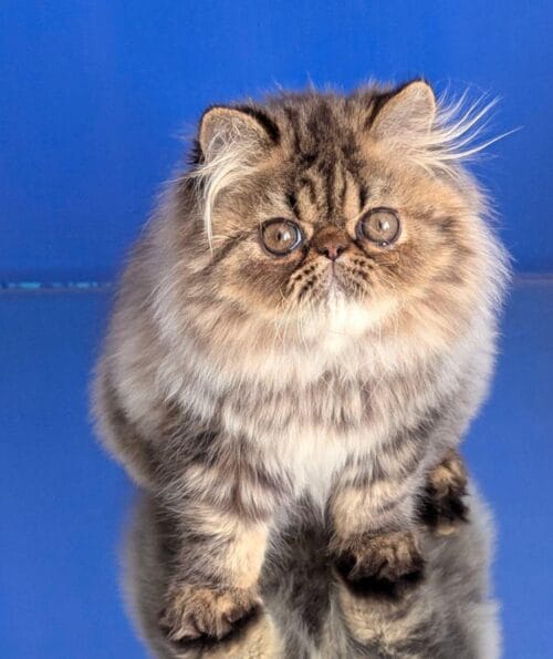 persian