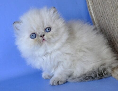 persian