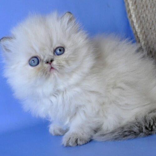 persian