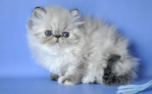 persian