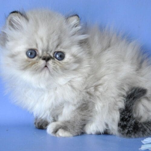 persian