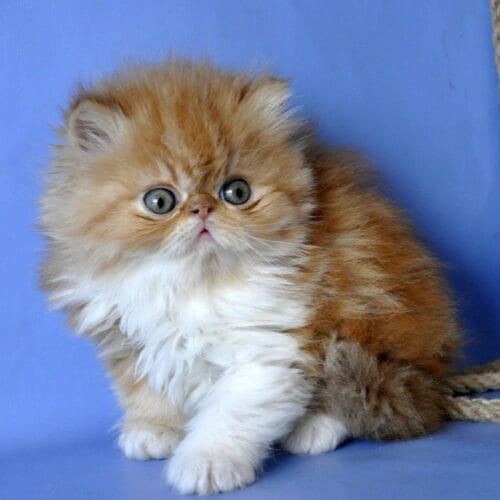 persian