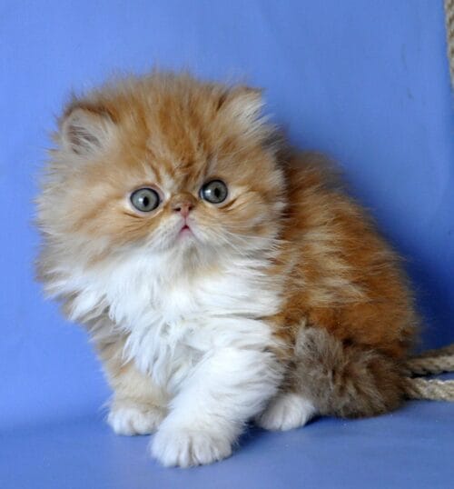 persian