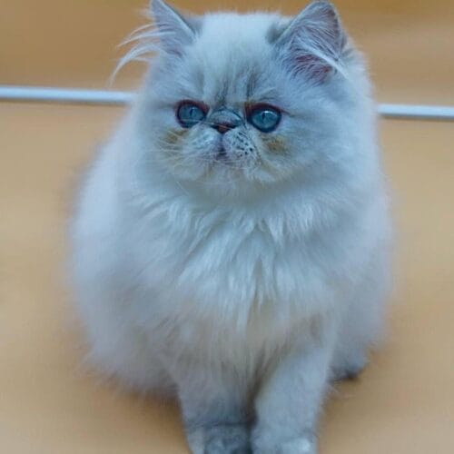 persian