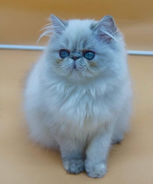 persian