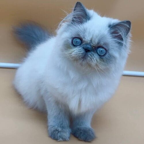 persian