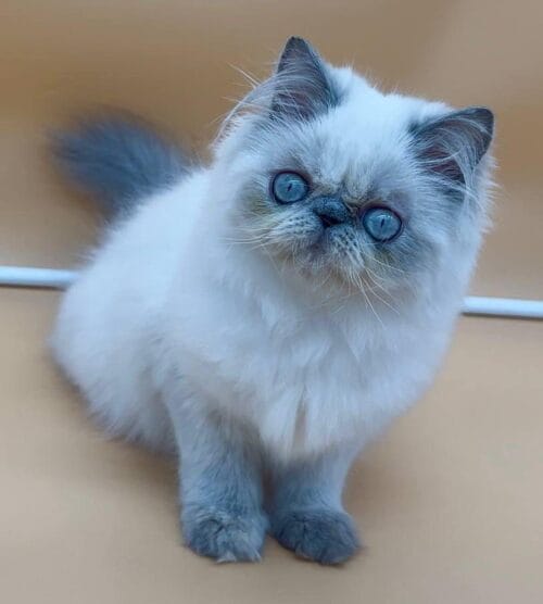 persian
