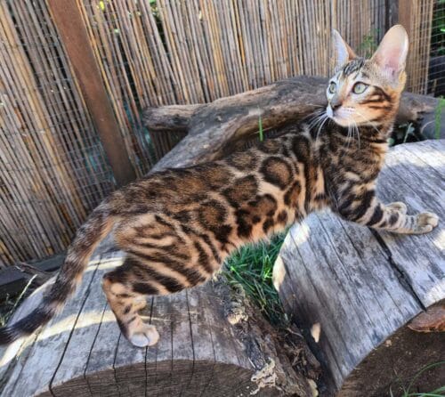 bengal